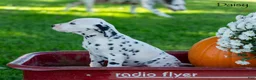 Dalmatian dogs for sale: Daisy - Ad 3