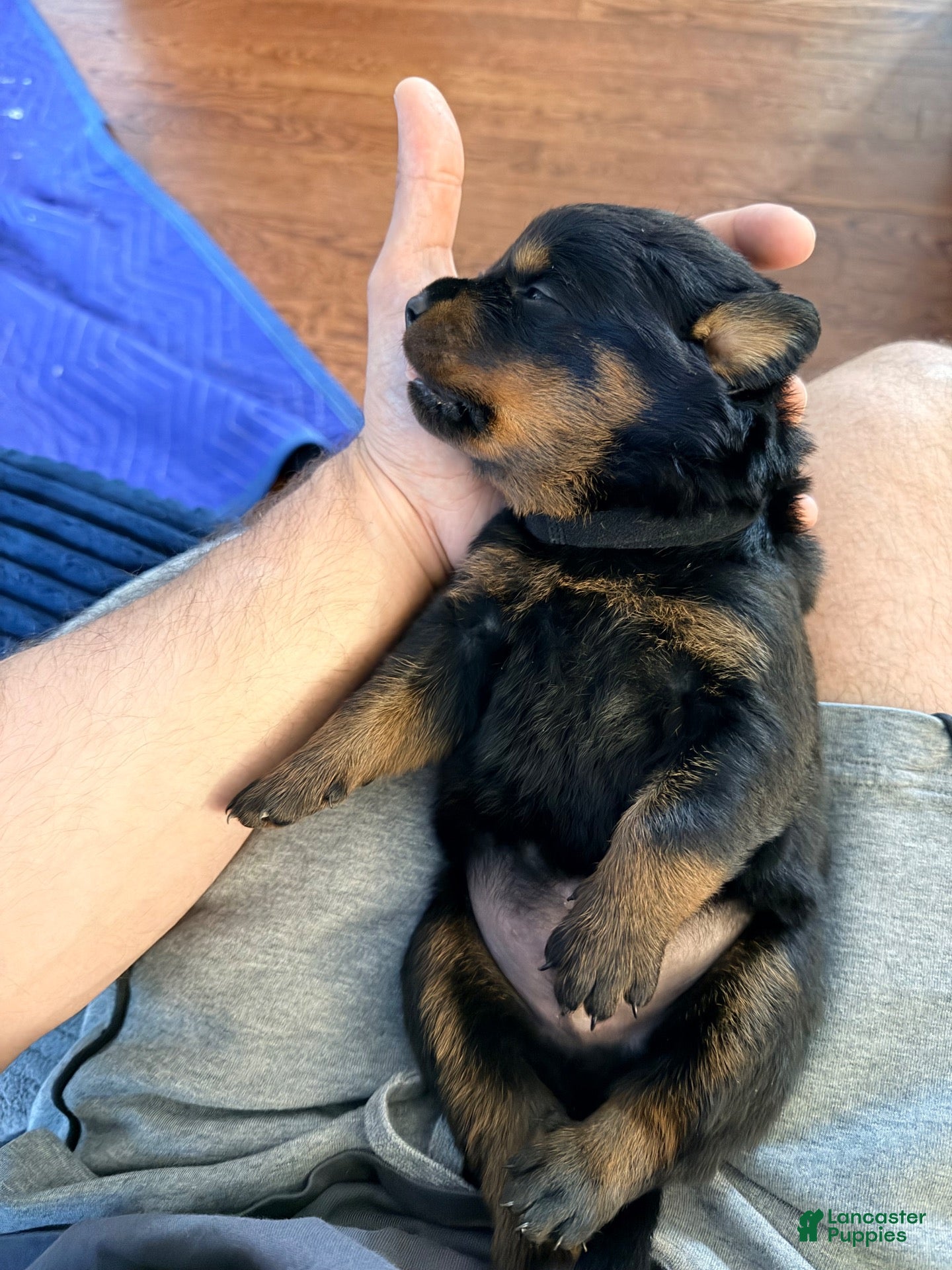 Rottweiler dogs Rottweiler 2 - Ad 2