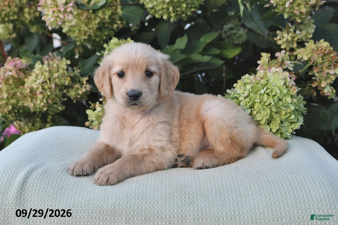 Golden Retriever dogs for sale: Quincy - Ad 1