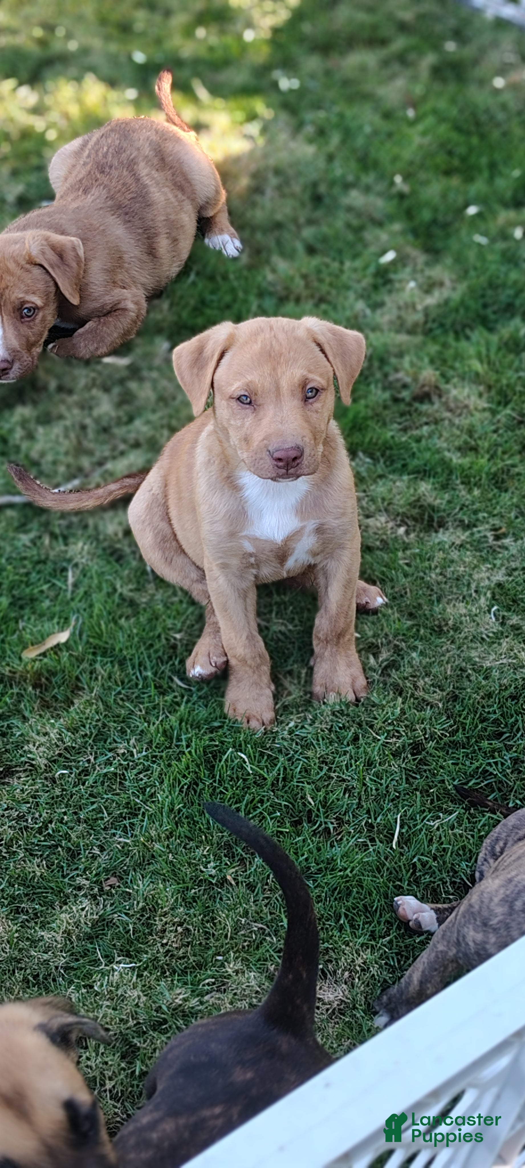 American Pit Bull Terrier dogs American Pit Bull Terrier 4 - Ad 39