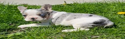 French Bulldog dogs for sale: Jasmine - Ad 4