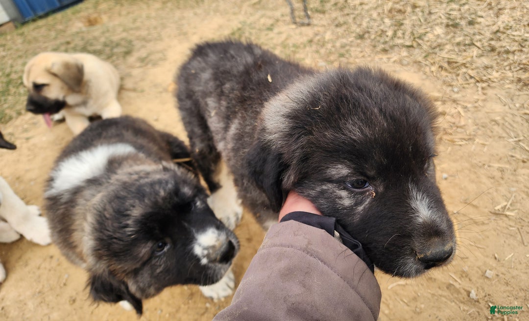 Anatolian Shepherd dogs for sale: Zena 2025 M1 - Ad 12