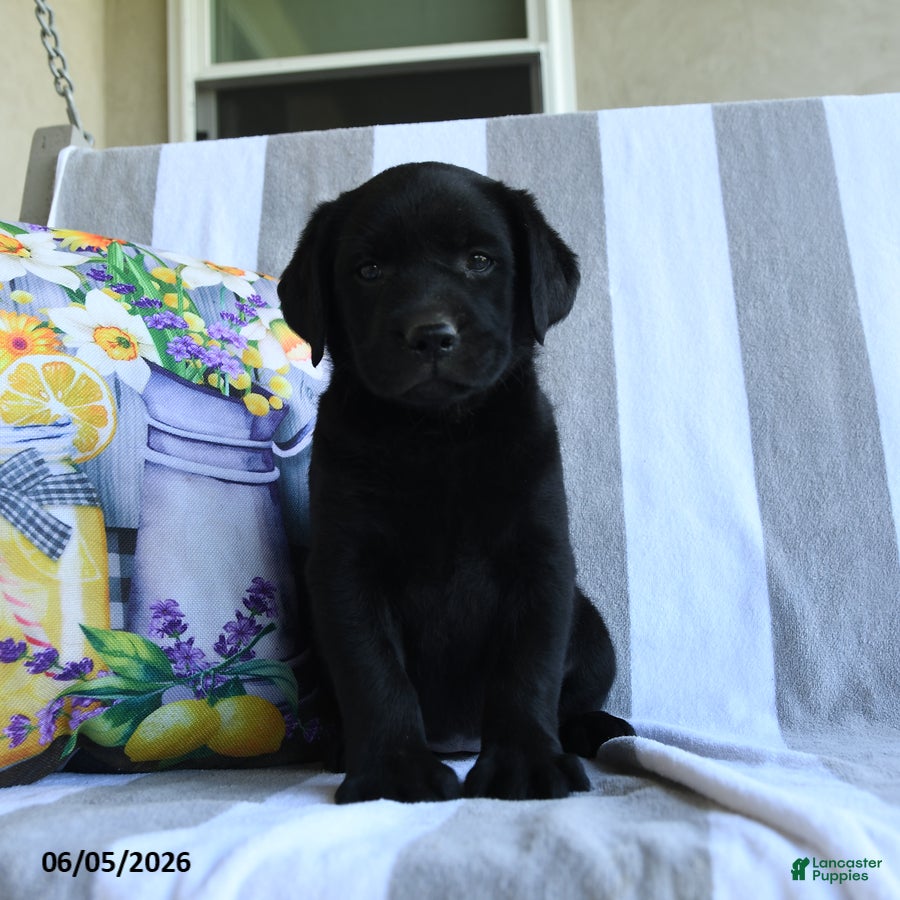 Labrador Retriever dogs Basil - Ad 1
