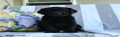 Basil