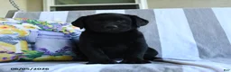 Labrador Retriever dogs for sale: Basil - Ad 3