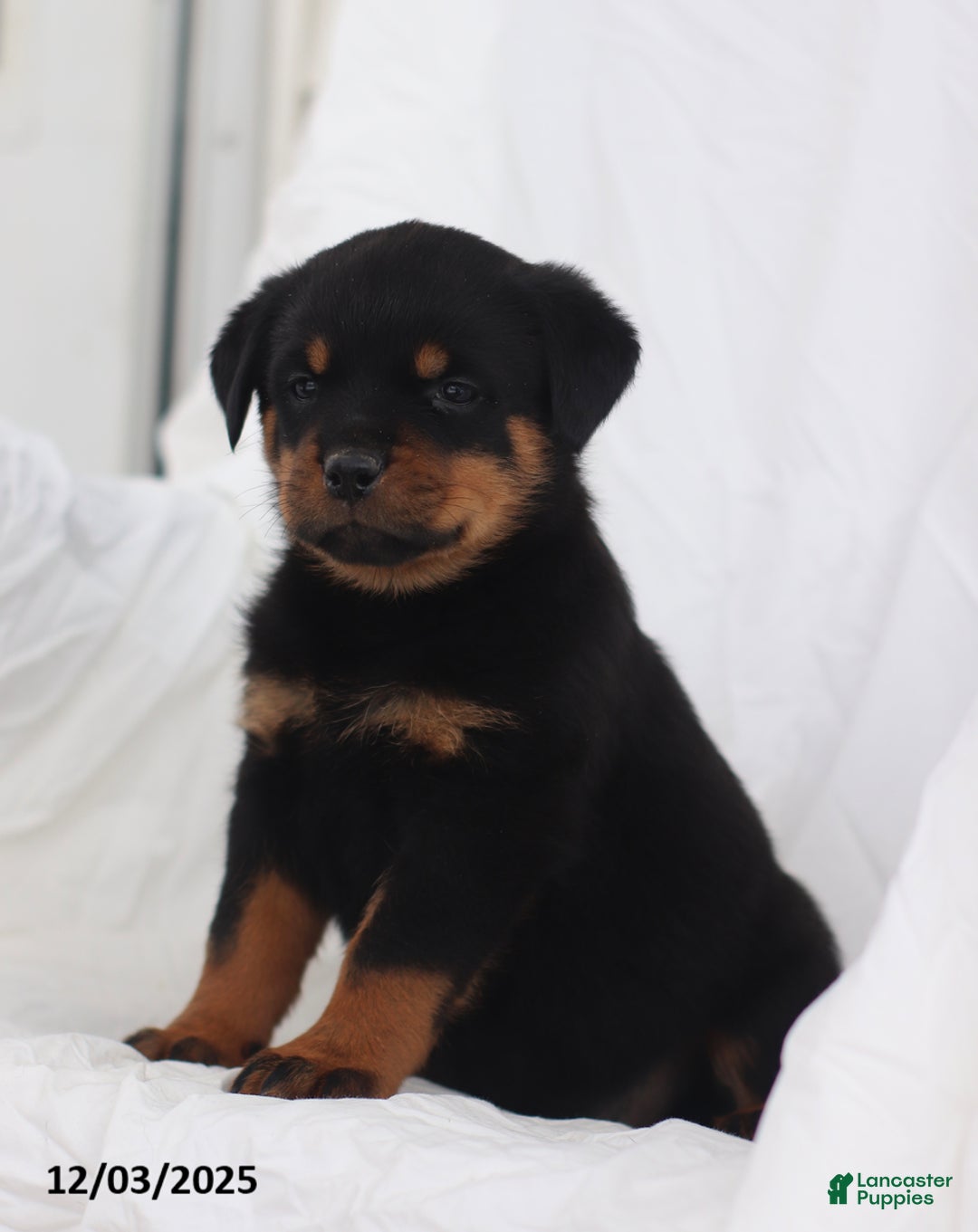 Rottweiler dogs for sale: Candy - Ad 3