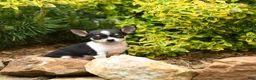 Chihuahua dogs for sale: Chase - Ad 2