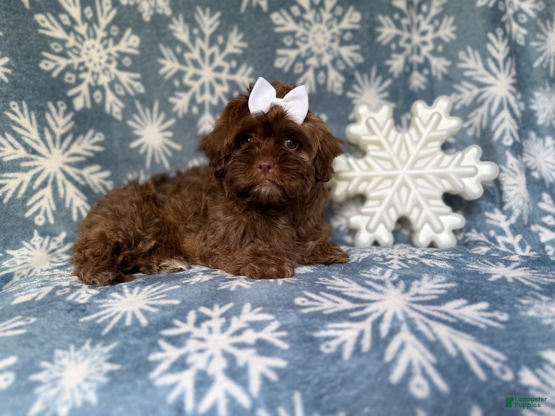 Shihpoo dogs for sale: Star - Ad 2