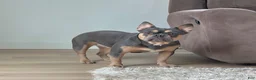 French Bulldog dogs for sale: Bella Rose 🌹  - Ad 7