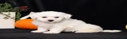 Bichon Frise dogs for sale: Lassie - Ad 4