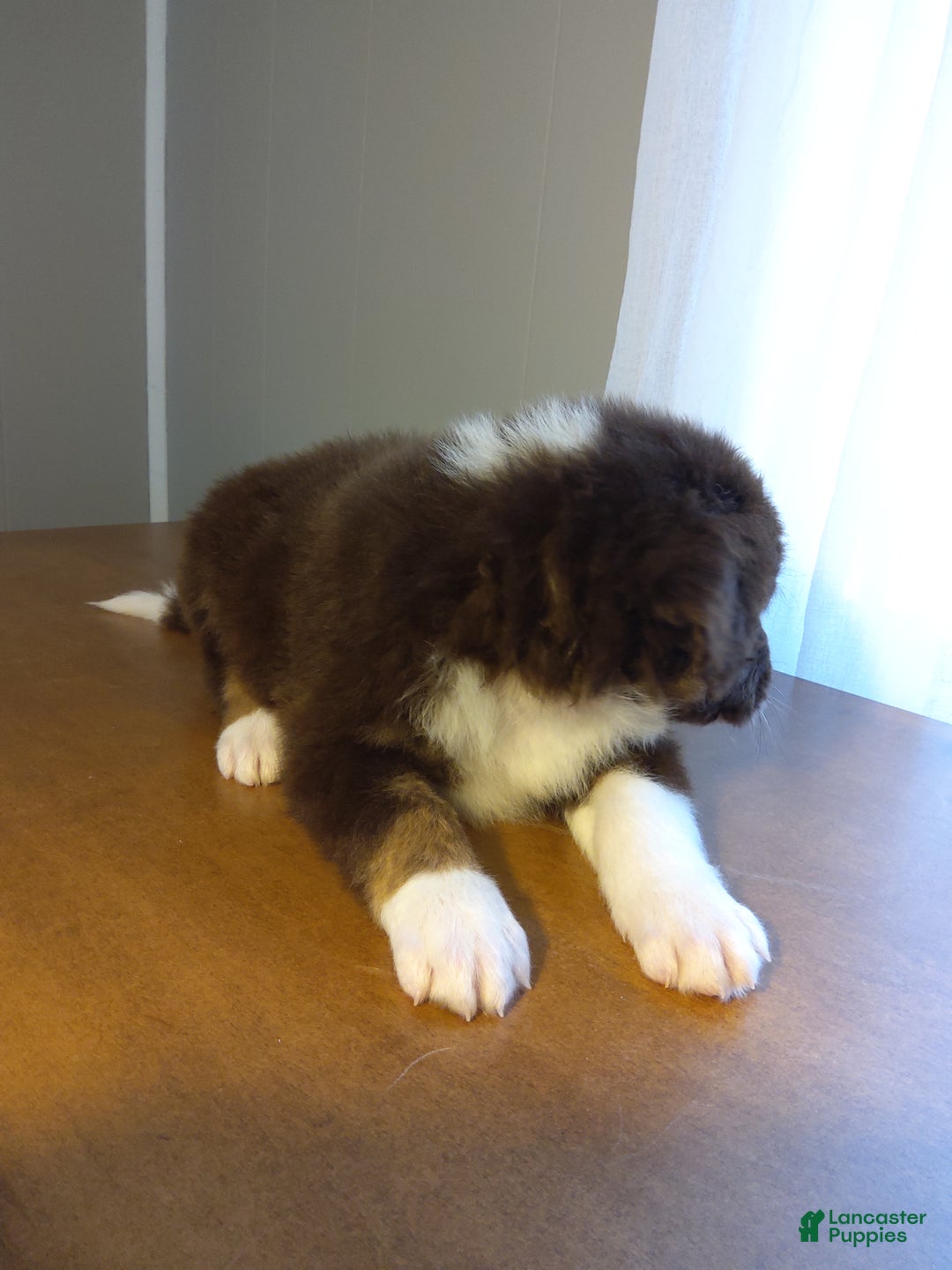 Aussiedoodle dogs for sale: Lino - Ad 2