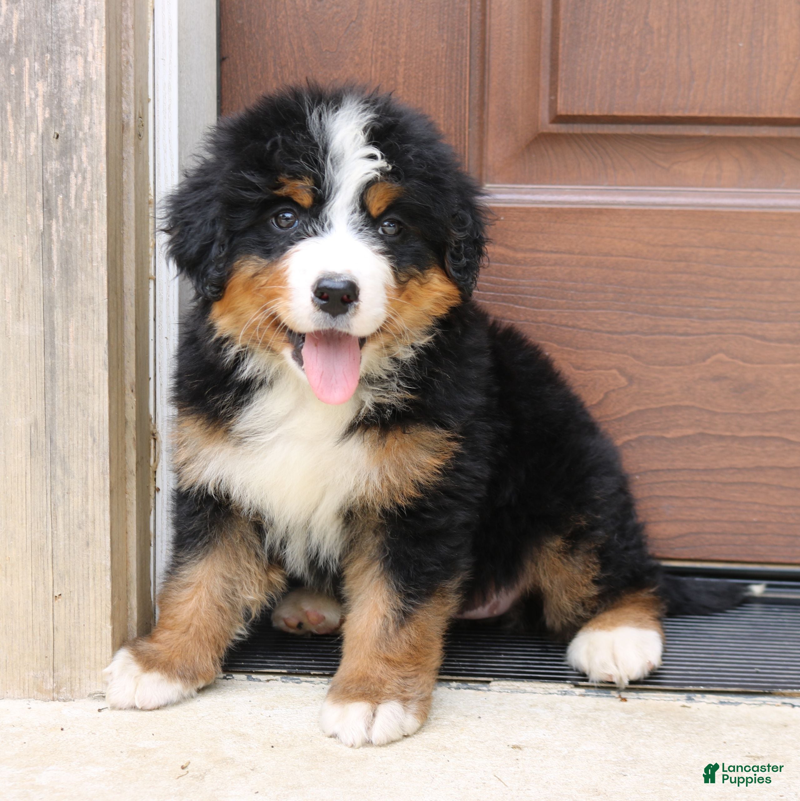 Bernedoodle dogs Callie  - Ad 2