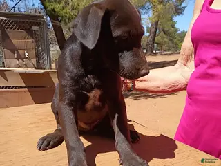 Mixed Breed dogs Boy 2 - Ad 23