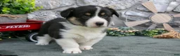 Welsh Corgi Pembroke dogs for sale: Ayda - Ad 2