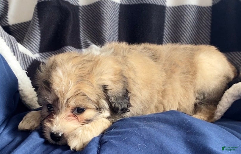 Mini Aussiedoodle dogs Charlie - Ad 4