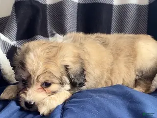 Mini Aussiedoodle dogs Charlie - Ad 4