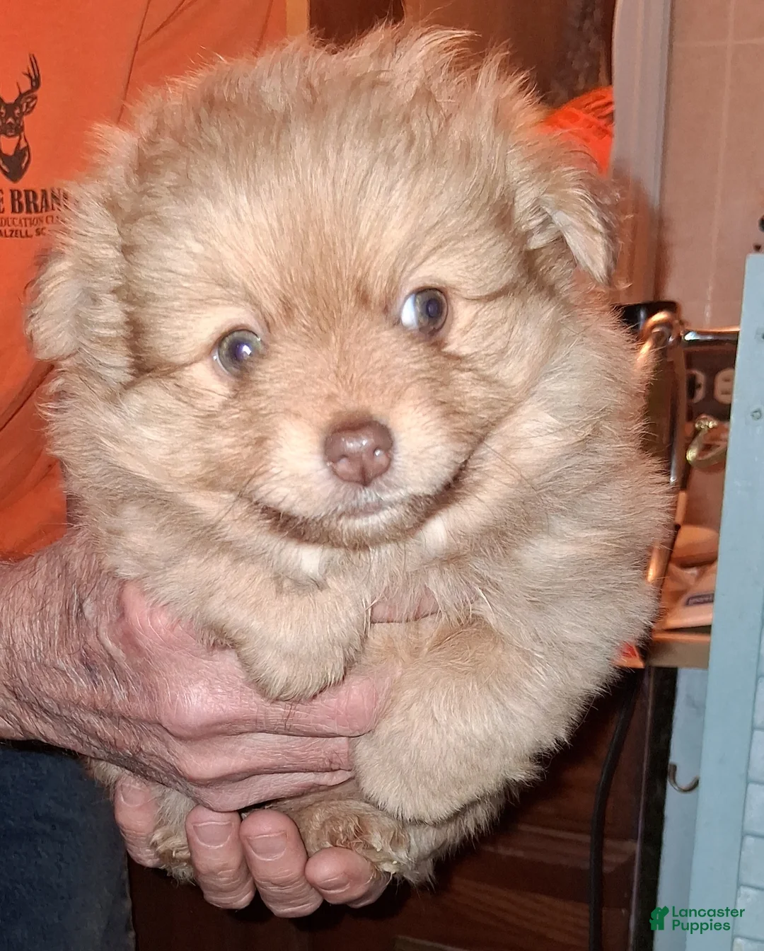 Pomeranian dogs for sale: Pomeranian Puppy 3 - Ad 1