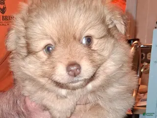 Pomeranian dogs Pomeranian Puppy 3 - Ad 13