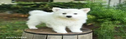 American Eskimo dogs for sale: Flora   - Ad 2
