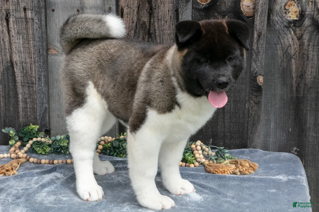 Akita dogs for sale: Stuart - Ad 2