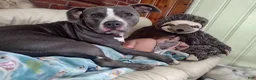 American Staffordshire Terrier dogs for sale: American Staffordshire Terrier 4 - Ad 2