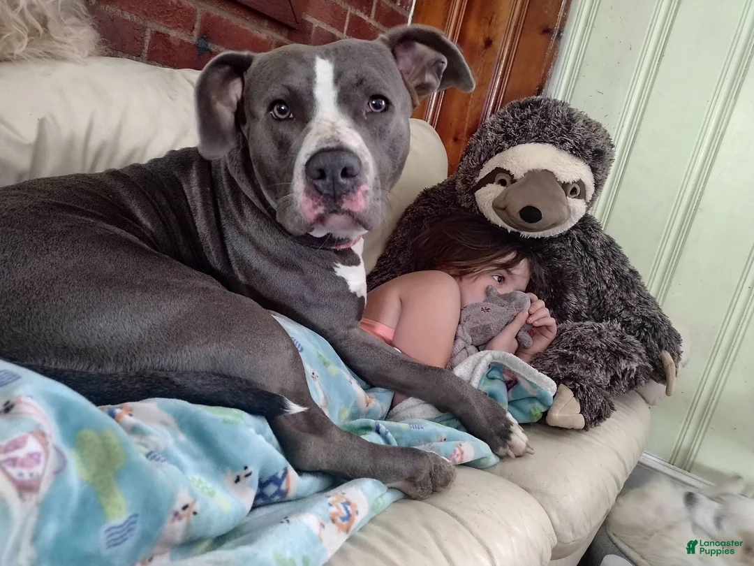 American Staffordshire Terrier dogs for sale: American Staffordshire Terrier 4 - Ad 2