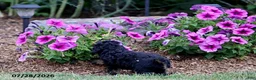 Toy Poodle dogs for sale: Hailey - Ad 4