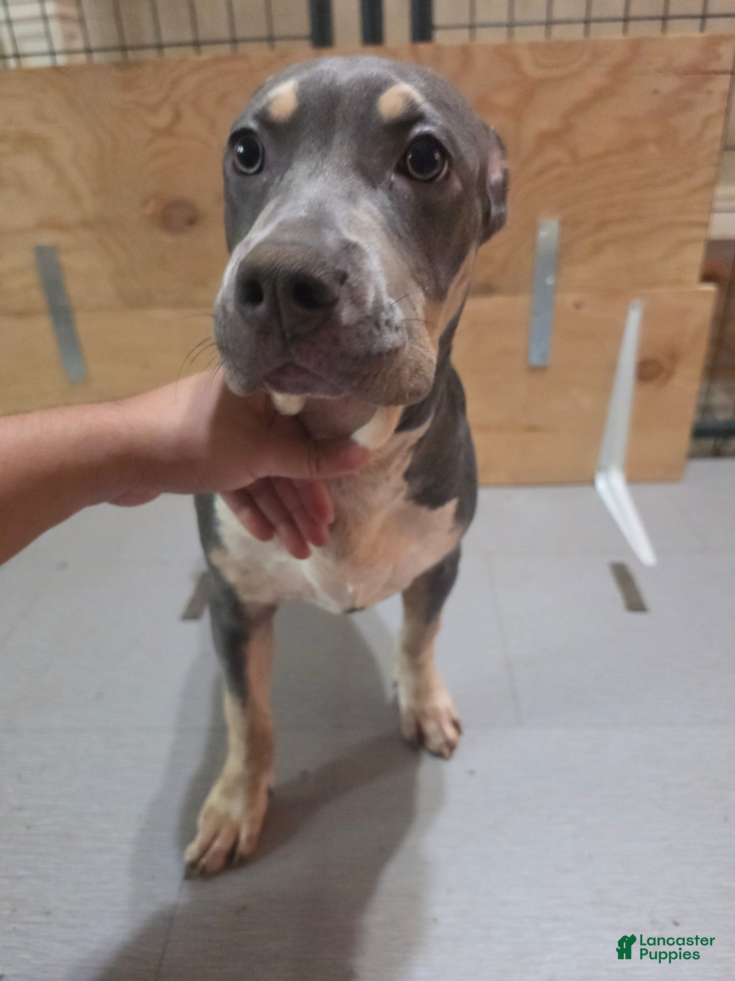 American Bully dogs American Bully 3 female - Ad 1