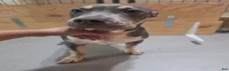American Bully dogs for sale: American Bully 3 female - Ad 1