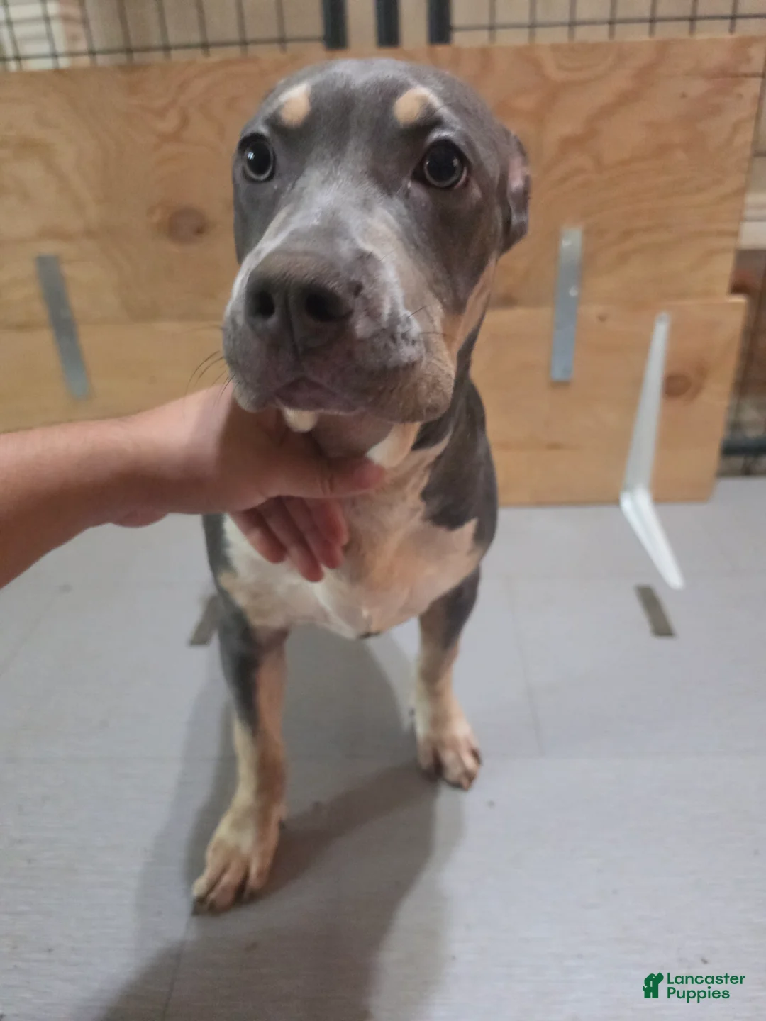 American Bully dogs for sale: American Bully 3 female - Ad 1