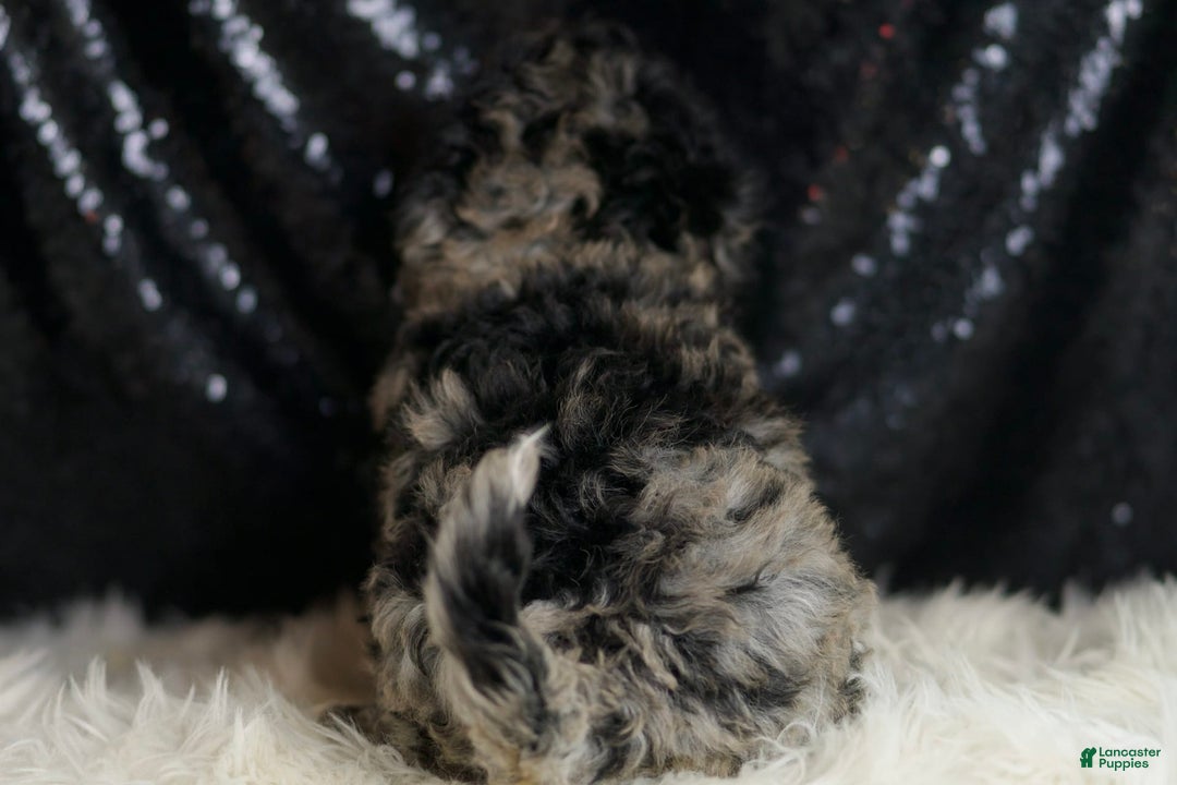 Mini Goldendoodle dogs for sale: Star - Ad 6