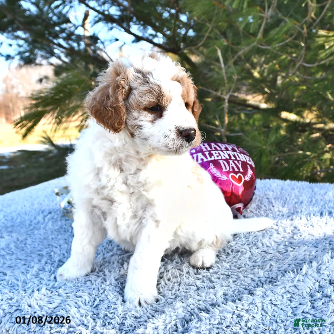 Mini Goldendoodle dogs for sale: Parker - Ad 10