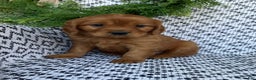 Miniature Golden Retriever dogs for sale: Leo - Ad 2
