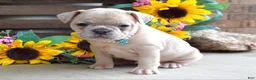 French Bulldog dogs for sale: Roxy - Ad 3
