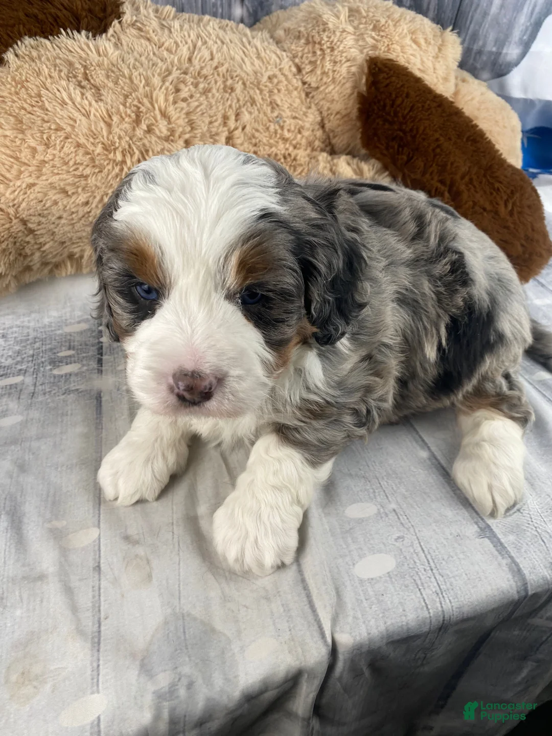 Mixed Breed dogs for sale: Rylan - Ad 6