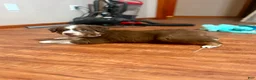 Australian Shepherd dogs for sale: Ransom - Ad 5