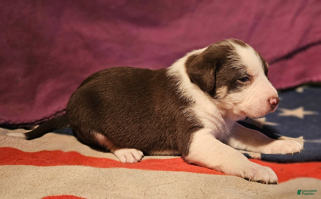 Border Collie dogs for sale: CeeCee - Ad 16