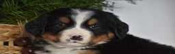 Bernese Mountain Dog dogs for sale: Rowdy - Ad 2