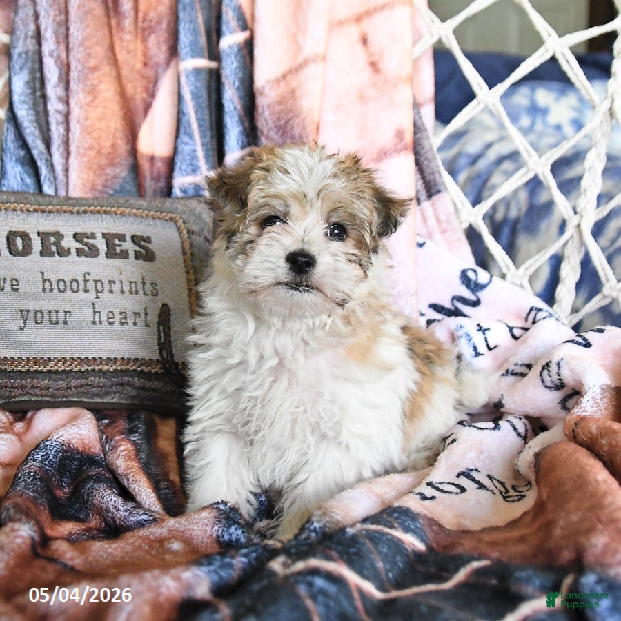 Morkie dogs Maple   - Ad 2