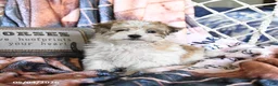 Morkie dogs for sale: Maple   - Ad 2