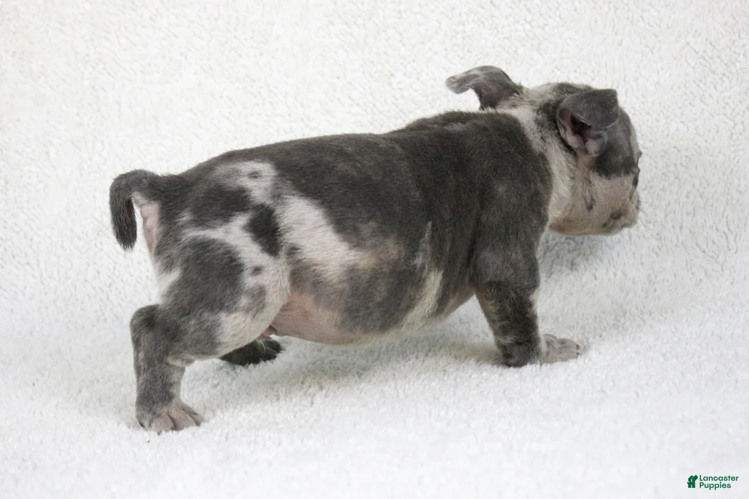 American Bully dogs for sale: Blue Brindle Merle Male - Ad 3