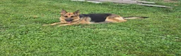 German Shepherd dogs for sale: German Shepherd 7 - Ad 5
