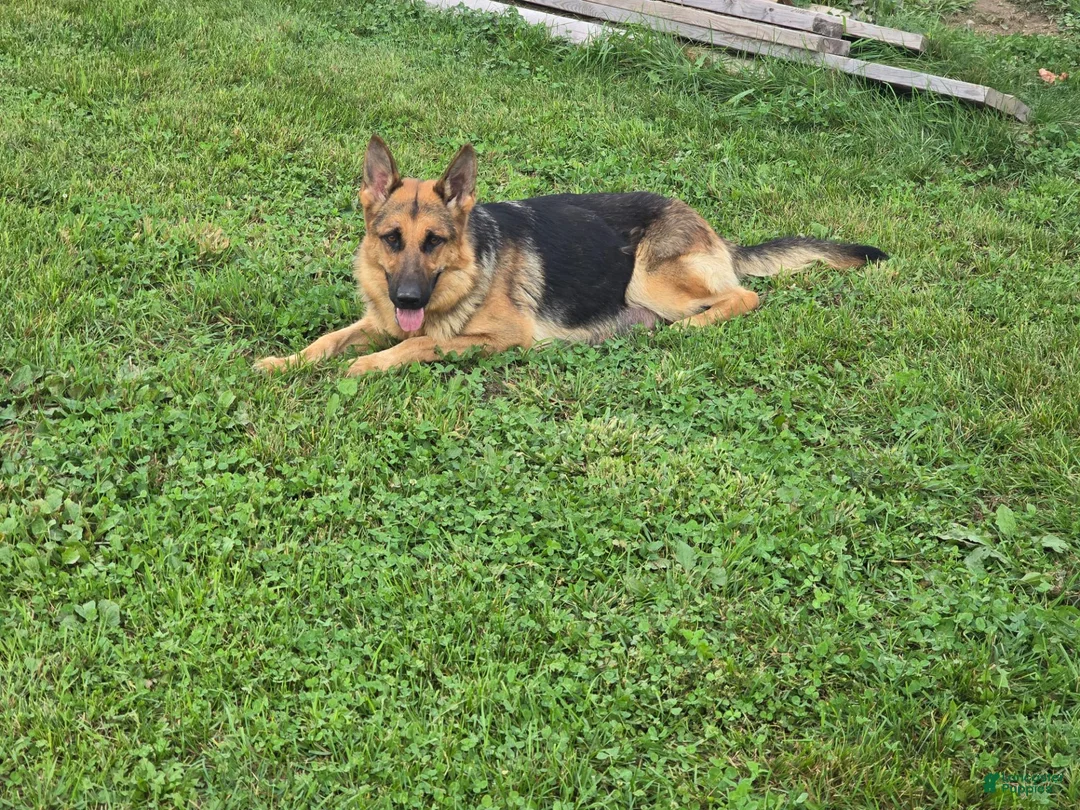 German Shepherd dogs for sale: German Shepherd 7 - Ad 5