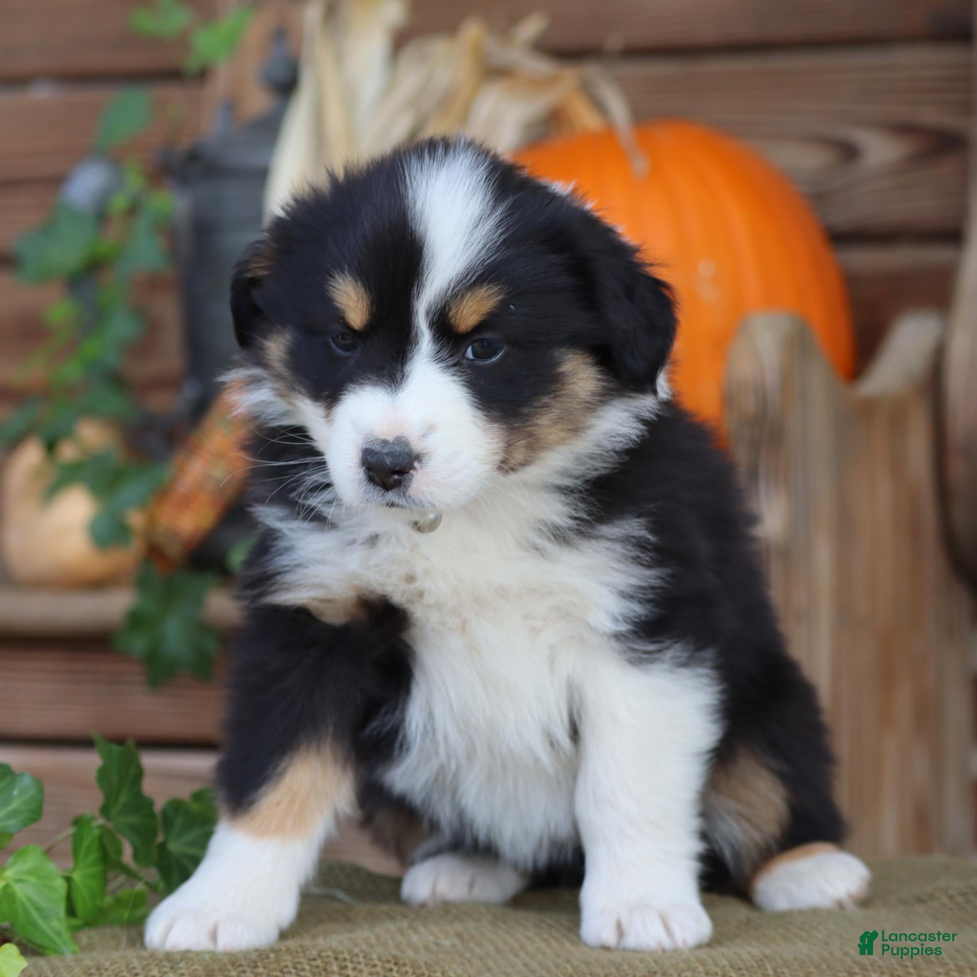 Miniature Australian Shepherd dogs for sale: Soprano - Ad 1