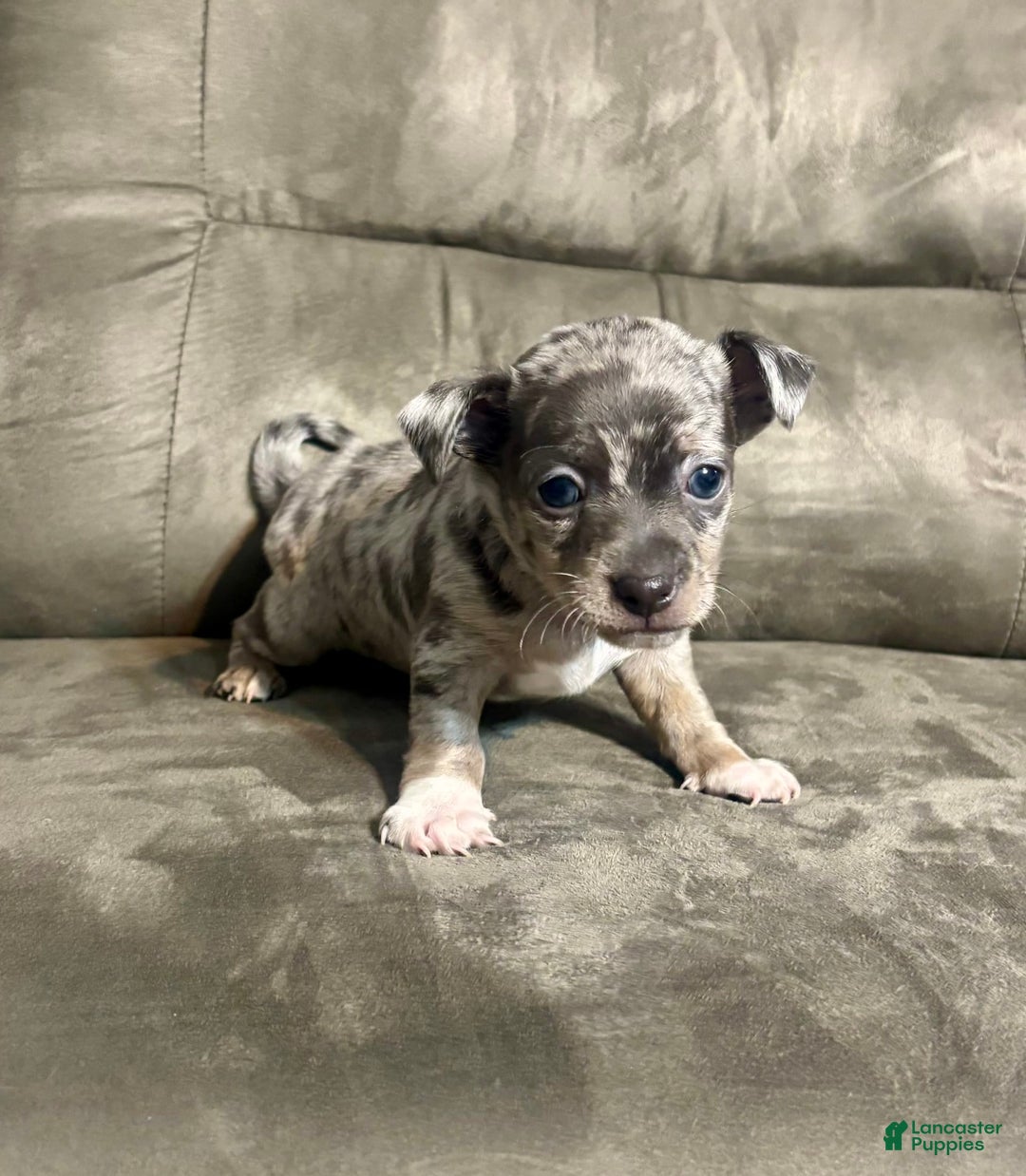 Brindle color Chihuahua Puppies for sale Lancaster Puppies