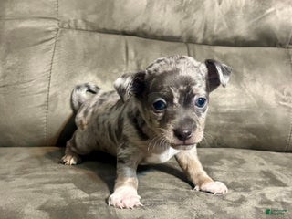 Mixed Breed dogs - Ad 34