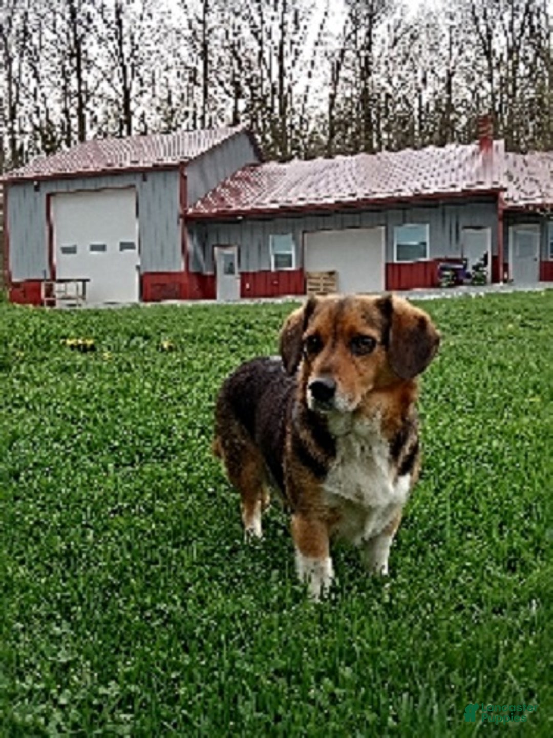 Mixed Breed dogs for sale: Tommy - Ad 4