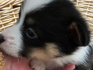 Welsh Corgi Pembroke dogs Dottie 922 - Ad 42