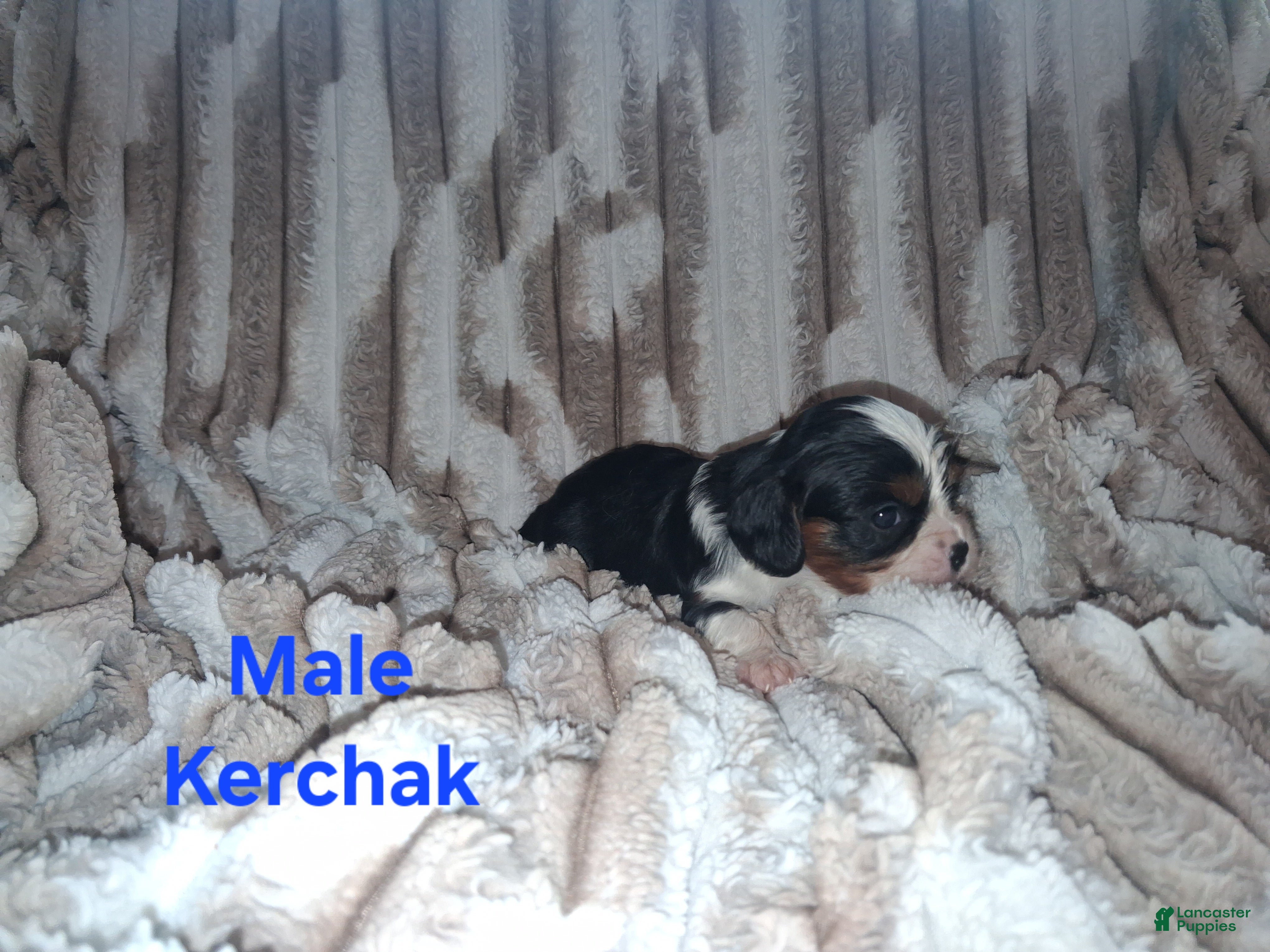Cavalier King Charles Spaniel dogs Kerchak - Ad 16