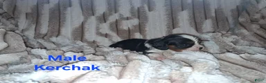 Kerchak